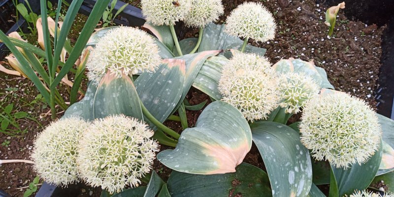 Allium karataviense 'Ivory Queen 'Pallolaukka